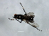  ( - MTDIC-0273)  @13 [ ] CreativeCommons - Attribution (2009) Unspecified Centre for Biodiversity Genomics