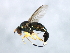  ( - PROBE-TW0160)  @14 [ ] CreativeCommons - Attribution (2009) Unspecified Centre for Biodiversity Genomics