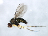  (Dolichopus plumipes - PROBE-TW0161)  @15 [ ] CreativeCommons - Attribution (2009) Unspecified Centre for Biodiversity Genomics