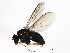  (Dolichopus sp. nr. elegans - PROBE-TW0281)  @14 [ ] CreativeCommons - Attribution (2009) Unspecified Centre for Biodiversity Genomics