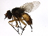  ( - PROBE-TW0300)  @13 [ ] CreativeCommons - Attribution (2009) Unspecified Centre for Biodiversity Genomics