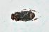  ( - HS3015)  @11 [ ] by-nc (2023) M. Fikacek National Sun Yat-sen University Kaohsiung Taiwan