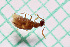  (Sapintus plectilis - HS4004)  @11 [ ] by-nc (2023) M. Fikacek National Sun Yat-sen University Kaohsiung Taiwan