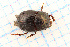  (Onthophagus yangi - 21-08HS501)  @11 [ ] by-nc (2023) M. Fikacek National Sun Yat-sen University Kaohsiung Taiwan