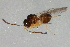  ( - MTHYM-0005)  @13 [ ] CreativeCommons - Attribution (2009) Unspecified Centre for Biodiversity Genomics