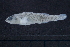  (Etheostoma grahami - EG3-KWC19-12)  @11 [ ] Copyright (2022) Unspecified Texas A&M University, College Station