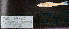  (Macrhybopsis tetranema - MT2_20329.01)  @11 [ ] CreativeCommons - Attribution Share-Alike (2025) Kevin W Conway Texas A&M University, College Station