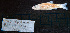  (Notropis bairdi - NB2_STN91)  @11 [ ] CreativeCommons - Attribution Share-Alike (2025) Kevin W Conway Texas A&M University, College Station