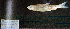  (Hybognathus placitus - Hpla1_STN95)  @11 [ ] CreativeCommons - Attribution Share-Alike (2025) Kevin W Conway Texas A&M University, College Station