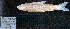  ( - Hpla2)  @11 [ ] CreativeCommons - Attribution Share-Alike (2025) Kevin W Conway Texas A&M University, College Station