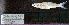  (Notropis oxyrhynchus - NO1_STN128)  @11 [ ] CreativeCommons - Attribution Share-Alike (2025) Kevin W Conway Texas A&M University, College Station