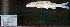  (Macrhybopsis hyostoma - MH2_STN148)  @11 [ ] CreativeCommons - Attribution Share-Alike (2025) Kevin W Conway Texas A&M University, College Station