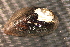  (Uniomerus declivis - UdecSab004)  @11 [ ] CreativeCommons - Attribution Non-Commercial No Derivatives (2014) Nathan A. Johnson USGS