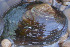  (Fusconaia mitchelli - QmitGua009)  @11 [ ] CreativeCommons - Attribution Non-Commercial No Derivatives (2014) Nathan A. Johnson USGS