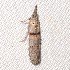  ( - BIOUG43585-E05)  @11 [ ] CreativeCommons - Attribution Non-Commercial Share-Alike (2012) Bold Photography Group Centre for Biodiversity Genomics