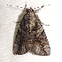  ( - CCDB-32071 A11)  @12 [ ] CreativeCommons - Attribution Non-Commercial Share-Alike (2012) Bold Photography Group Centre for Biodiversity Genomics