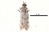  (Pseudocabotia - BIOUG13574-A10)  @12 [ ] CreativeCommons - Attribution (2014) CBG Photography Group Centre for Biodiversity Genomics