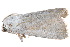  ( - BIOUG21703-F02)  @13 [ ] CreativeCommons - Attribution (2015) CBG Photography Group Centre for Biodiversity Genomics