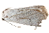  ( - BIOUG21703-F03)  @13 [ ] CreativeCommons - Attribution (2015) CBG Photography Group Centre for Biodiversity Genomics