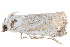  ( - BIOUG21703-F06)  @13 [ ] CreativeCommons - Attribution (2015) CBG Photography Group Centre for Biodiversity Genomics