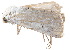  ( - BIOUG21703-F07)  @13 [ ] CreativeCommons - Attribution (2015) CBG Photography Group Centre for Biodiversity Genomics