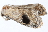  ( - BIOUG21703-F08)  @13 [ ] CreativeCommons - Attribution (2015) CBG Photography Group Centre for Biodiversity Genomics