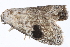  ( - BIOUG21703-F09)  @13 [ ] CreativeCommons - Attribution (2015) CBG Photography Group Centre for Biodiversity Genomics