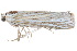  ( - BIOUG21703-G01)  @12 [ ] CreativeCommons - Attribution (2015) CBG Photography Group Centre for Biodiversity Genomics