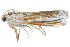  ( - BIOUG21703-G03)  @12 [ ] CreativeCommons - Attribution (2015) CBG Photography Group Centre for Biodiversity Genomics