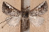  ( - BIOUG26825-A08)  @14 [ ] CreativeCommons - Attribution (2016) CBG Photography Group Centre for Biodiversity Genomics