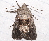  ( - BIOUG26825-B03)  @12 [ ] CreativeCommons - Attribution (2016) CBG Photography Group Centre for Biodiversity Genomics