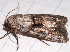  ( - BIOUG26825-B03)  @12 [ ] CreativeCommons - Attribution (2016) CBG Photography Group Centre for Biodiversity Genomics