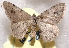  (Rindgea disparcata - BIOUG26825-C07)  @14 [ ] CreativeCommons - Attribution (2016) CBG Photography Group Centre for Biodiversity Genomics