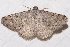  ( - BIOUG26825-C08)  @11 [ ] CreativeCommons - Attribution (2016) CBG Photography Group Centre for Biodiversity Genomics