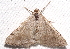  ( - BIOUG26825-C09)  @11 [ ] CreativeCommons - Attribution (2016) CBG Photography Group Centre for Biodiversity Genomics