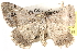  ( - BIOUG26825-C10)  @11 [ ] CreativeCommons - Attribution (2016) CBG Photography Group Centre for Biodiversity Genomics