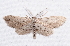  ( - BIOUG26825-D04)  @14 [ ] CreativeCommons - Attribution (2016) CBG Photography Group Centre for Biodiversity Genomics