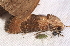 ( - BIOUG26825-D07)  @12 [ ] CreativeCommons - Attribution (2016) CBG Photography Group Centre for Biodiversity Genomics