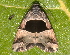  ( - BIOUG26825-F03)  @12 [ ] CreativeCommons - Attribution (2016) CBG Photography Group Centre for Biodiversity Genomics