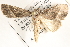  ( - BIOUG26825-F05)  @13 [ ] CreativeCommons - Attribution (2016) CBG Photography Group Centre for Biodiversity Genomics
