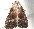  ( - BIOUG26825-F06)  @13 [ ] CreativeCommons - Attribution (2016) CBG Photography Group Centre for Biodiversity Genomics