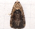  ( - BIOUG26825-F11)  @12 [ ] CreativeCommons - Attribution (2016) CBG Photography Group Centre for Biodiversity Genomics