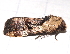 ( - BIOUG26825-F11)  @12 [ ] CreativeCommons - Attribution (2016) CBG Photography Group Centre for Biodiversity Genomics