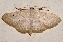  (Scopula BioLep84 - BIOUG26825-G02)  @12 [ ] CreativeCommons - Attribution (2016) CBG Photography Group Centre for Biodiversity Genomics