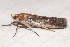  ( - BIOUG26825-G07)  @13 [ ] CreativeCommons - Attribution (2016) CBG Photography Group Centre for Biodiversity Genomics