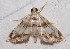  ( - BIOUG26825-G12)  @12 [ ] CreativeCommons - Attribution (2016) CBG Photography Group Centre for Biodiversity Genomics