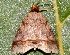  ( - BIOUG26826-A07)  @13 [ ] CreativeCommons - Attribution (2016) CBG Photography Group Centre for Biodiversity Genomics