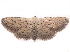  ( - BIOUG26826-C06)  @14 [ ] CreativeCommons - Attribution (2016) CBG Photography Group Centre for Biodiversity Genomics