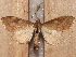  ( - BIOUG26826-D11)  @13 [ ] CreativeCommons - Attribution (2016) CBG Photography Group Centre for Biodiversity Genomics
