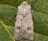  ( - BIOUG26826-E02)  @12 [ ] CreativeCommons - Attribution (2016) CBG Photography Group Centre for Biodiversity Genomics